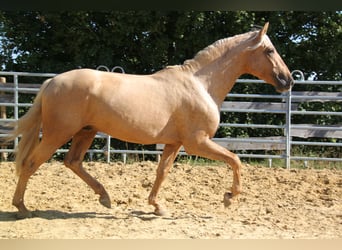 PRE, Étalon, 3 Ans, 161 cm, Palomino