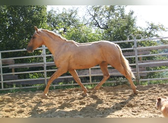 PRE, Étalon, 3 Ans, 161 cm, Palomino