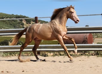 PRE Croisé, Étalon, 3 Ans, 161 cm, Perle