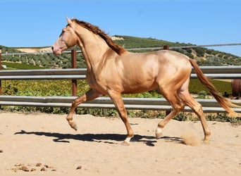 PRE Croisé, Étalon, 3 Ans, 161 cm, Perle