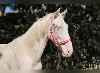 PRE Croisé, Étalon, 3 Ans, 161 cm, Perlino