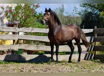 PRE, Étalon, 3 Ans, 161 cm, Peut devenir gris