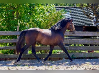 PRE, Étalon, 3 Ans, 161 cm, Peut devenir gris