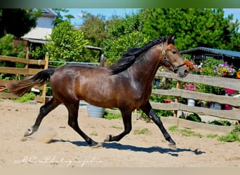 PRE, Étalon, 3 Ans, 161 cm, Peut devenir gris