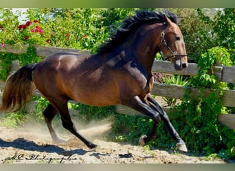 PRE, Étalon, 3 Ans, 161 cm, Peut devenir gris