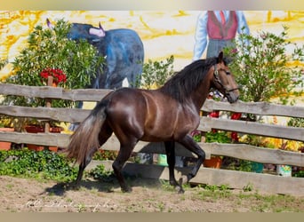 PRE, Étalon, 3 Ans, 161 cm, Peut devenir gris