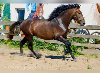 PRE, Étalon, 3 Ans, 161 cm, Peut devenir gris