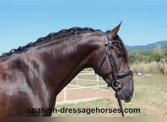 PRE Croisé, Étalon, 3 Ans, 162 cm, Alezan brûlé