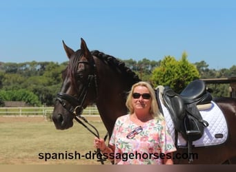 PRE Croisé, Étalon, 3 Ans, 162 cm, Alezan brûlé