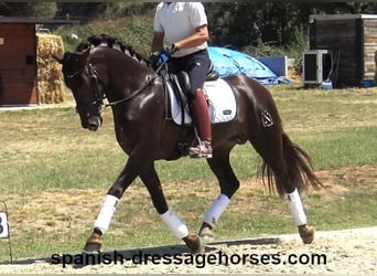 PRE Croisé, Étalon, 3 Ans, 162 cm, Alezan brûlé