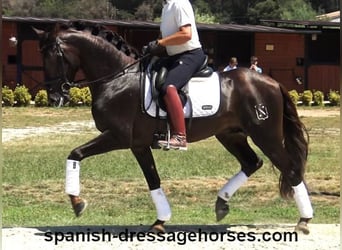 PRE Croisé, Étalon, 3 Ans, 162 cm, Alezan brûlé