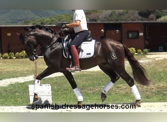 PRE Croisé, Étalon, 3 Ans, 162 cm, Alezan brûlé