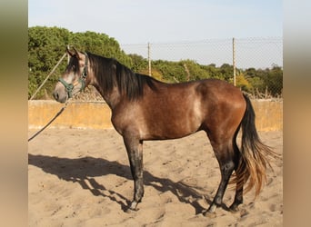 PRE Croisé, Étalon, 3 Ans, 162 cm, Aubère