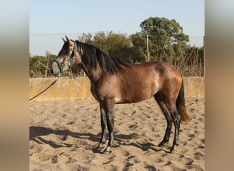 PRE Croisé, Étalon, 3 Ans, 162 cm, Aubère