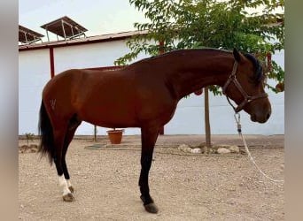 PRE Croisé, Étalon, 3 Ans, 162 cm, Bai cerise