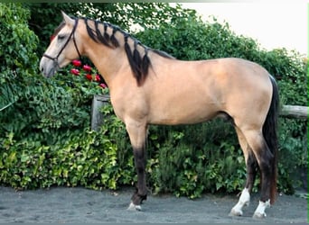 PRE, Étalon, 3 Ans, 162 cm, Buckskin