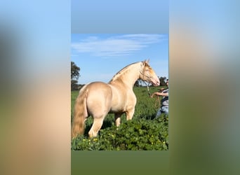 PRE Croisé, Étalon, 3 Ans, 162 cm, Buckskin