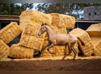 PRE Croisé, Étalon, 3 Ans, 162 cm, Champagne