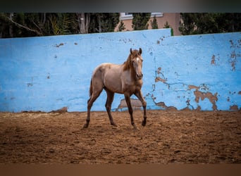 PRE Croisé, Étalon, 3 Ans, 162 cm, Champagne