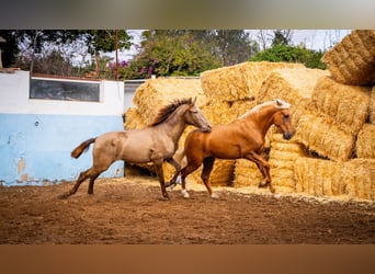 PRE Croisé, Étalon, 3 Ans, 162 cm, Champagne