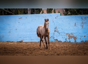 PRE Croisé, Étalon, 3 Ans, 162 cm, Champagne