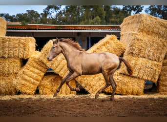 PRE Croisé, Étalon, 3 Ans, 162 cm, Champagne