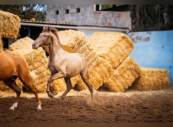 PRE Croisé, Étalon, 3 Ans, 162 cm, Champagne