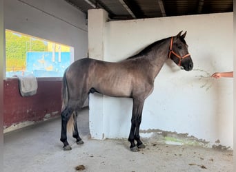 PRE Croisé, Étalon, 3 Ans, 162 cm, Gris