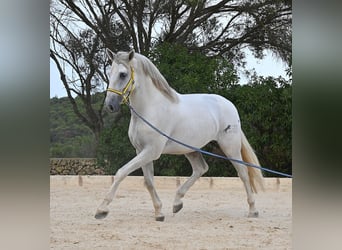 PRE Croisé, Étalon, 3 Ans, 162 cm, Gris