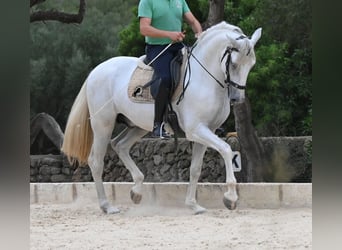 PRE Croisé, Étalon, 3 Ans, 162 cm, Gris