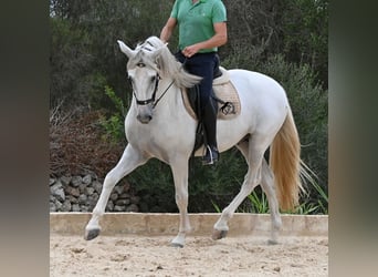 PRE Croisé, Étalon, 3 Ans, 162 cm, Gris