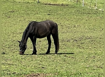 PRE, Étalon, 3 Ans, 162 cm, Gris noir