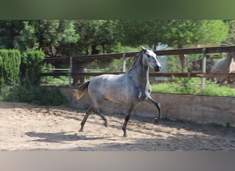 PRE, Étalon, 3 Ans, 162 cm, Gris pommelé