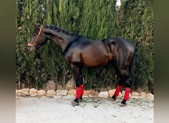 PRE, Étalon, 3 Ans, 162 cm, Noir