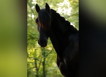 PRE, Étalon, 3 Ans, 162 cm, Noir