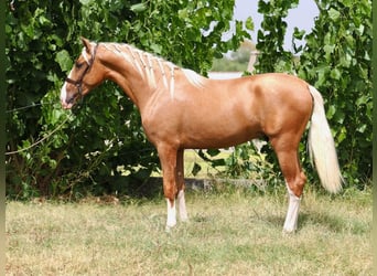 PRE Croisé, Étalon, 3 Ans, 162 cm, Palomino