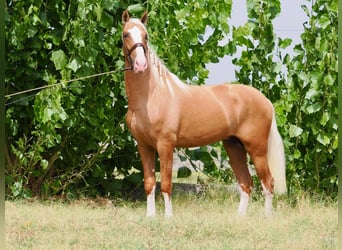 PRE Croisé, Étalon, 3 Ans, 162 cm, Palomino