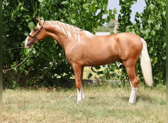 PRE Croisé, Étalon, 3 Ans, 162 cm, Palomino