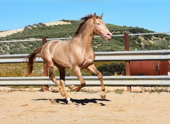 PRE, Étalon, 3 Ans, 162 cm, Perle