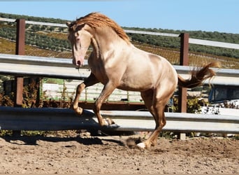 PRE, Étalon, 3 Ans, 162 cm, Perle