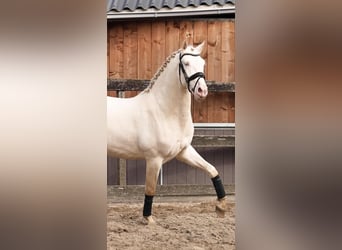 PRE Croisé, Étalon, 3 Ans, 162 cm, Perlino