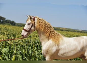 PRE Croisé, Étalon, 3 Ans, 162 cm, Perlino