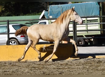 PRE Croisé, Étalon, 3 Ans, 162 cm, Perlino