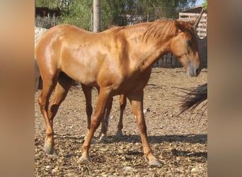 PRE, Étalon, 3 Ans, 163 cm, Alezan