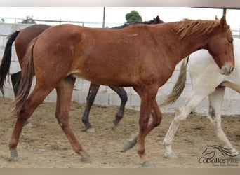 PRE, Étalon, 3 Ans, 163 cm, Alezan