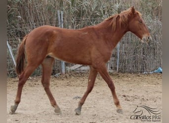 PRE, Étalon, 3 Ans, 163 cm, Alezan