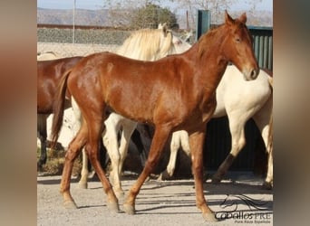 PRE, Étalon, 3 Ans, 163 cm, Alezan