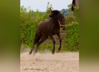 PRE, Étalon, 3 Ans, 163 cm, Bai brun