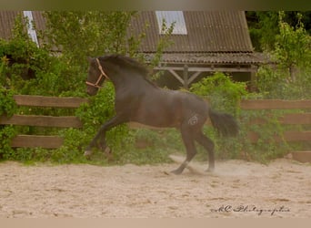PRE, Étalon, 3 Ans, 163 cm, Bai brun