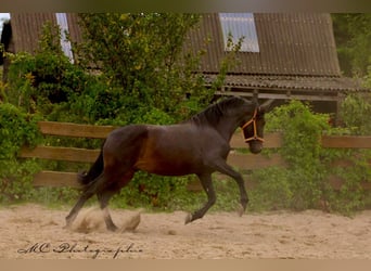 PRE, Étalon, 3 Ans, 163 cm, Bai brun